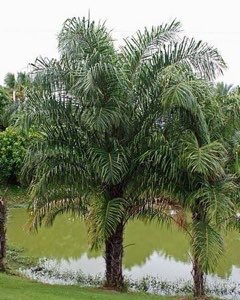 Raphia_hookeri Ivory Coast Raffia Palm